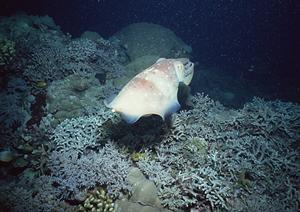 出雲市駅前の快適ビジネスホテル｜東横INN出雲市駅前の魅力と詳細情報
